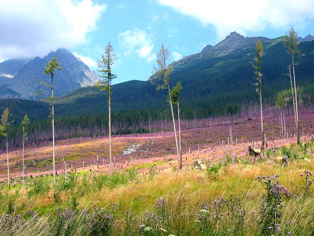 Horsma kukkii myrskyn tekemiss aukoissa. Korkea Tatra, Slovakia.