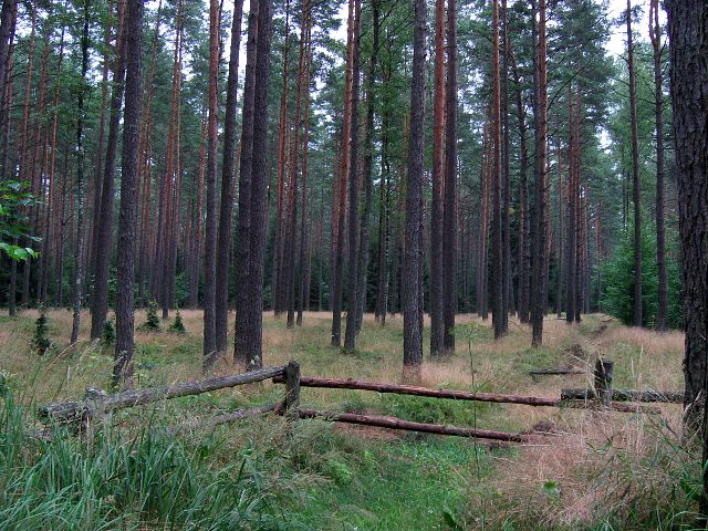 Viel niit honkia humisee Puszcza Piskassa eli Piszin aarniometsss. Ruciane-Nida, Puola.