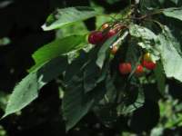 battiggioitalia3_small.jpg